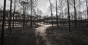 Mira planta árvores.jpg