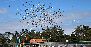 Columbofilia Portomar 2023.jpg