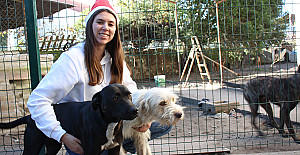 Adoção Animais Natal (57)__.jpg