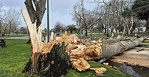 tempestade fev 2026 árvore senhora de Vagos (2).jpg