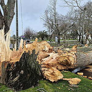 tempestade fev 2026 árvore senhora de Vagos (2).jpg